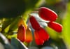 Berberine
